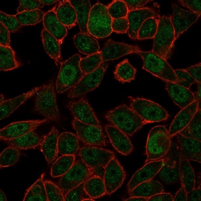 Nucleolar complex-associated protein 4-like protein (NOC4L) Antibody in Immunocytochemistry (ICC/IF)