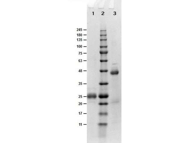 Fab Biotin Antibody in Western Blot (WB)