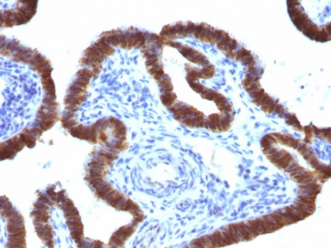 ASRGL1 (Asparaginase Like 1) Antibody in Immunohistochemistry (Paraffin) (IHC (P))