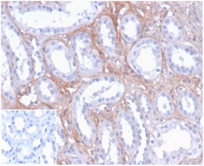 FGF23 (Fibroblast Growth Factor 23) Antibody in Immunohistochemistry (Paraffin) (IHC (P))