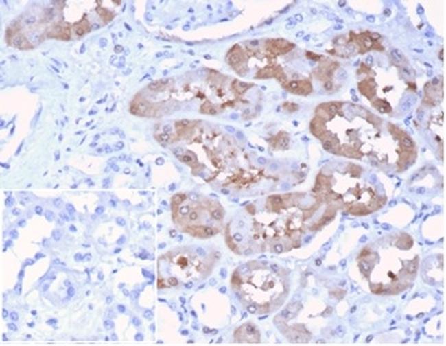 FGF23 (Fibroblast Growth Factor 23) Antibody in Immunohistochemistry (Paraffin) (IHC (P))