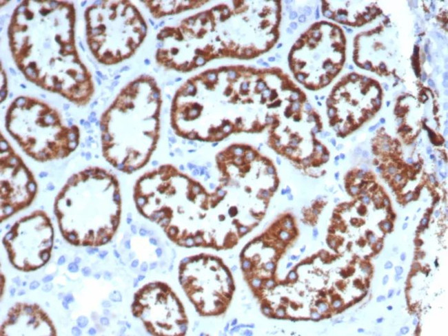 FGF23 (Fibroblast Growth Factor 23) Antibody in Immunohistochemistry (Paraffin) (IHC (P))