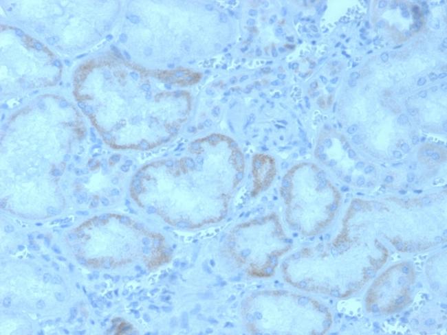 FGF23 (Fibroblast Growth Factor 23) Antibody in Immunohistochemistry (Paraffin) (IHC (P))