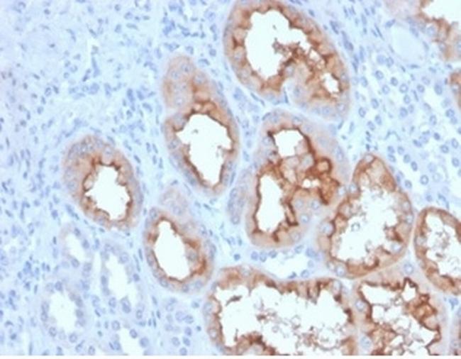 FGF23 (Fibroblast Growth Factor 23) Antibody in Immunohistochemistry (Paraffin) (IHC (P))