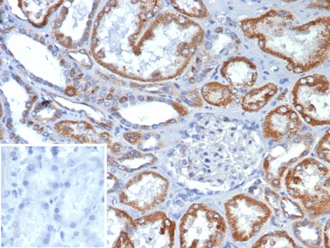 FGF23 (Fibroblast Growth Factor 23) Antibody in Immunohistochemistry (Paraffin) (IHC (P))