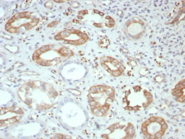 FGF23 (Fibroblast Growth Factor 23) Antibody in Immunohistochemistry (Paraffin) (IHC (P))