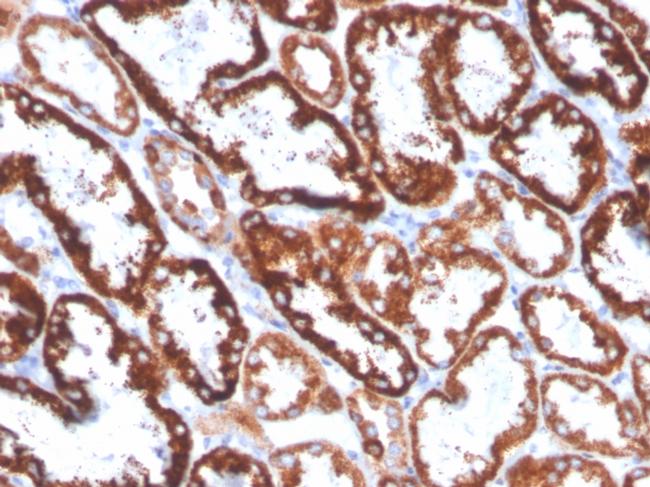 FGF23 (Fibroblast Growth Factor 23) Antibody in Immunohistochemistry (Paraffin) (IHC (P))