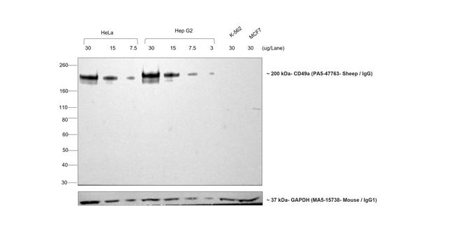 Sheep IgG (H+L) Secondary Antibody in Western Blot (WB)