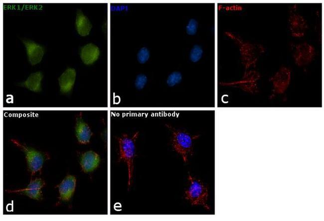 ERK1/ERK2 Antibody in Immunocytochemistry (ICC/IF)