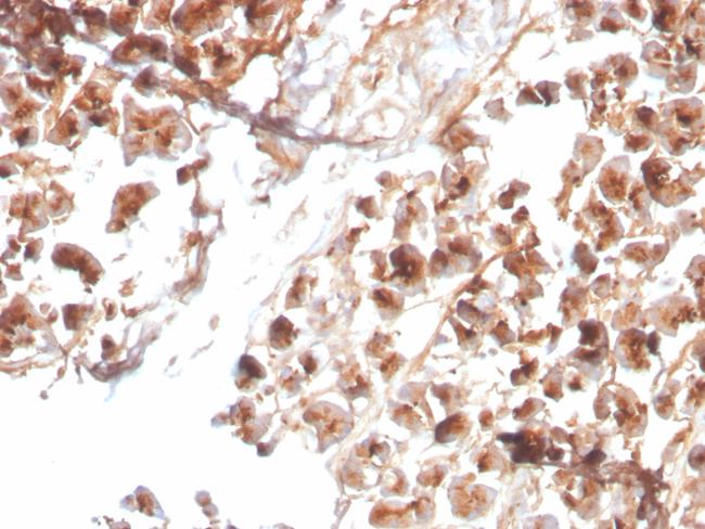 Eosinophil Peroxidase (EPX) Antibody in Immunohistochemistry (Paraffin) (IHC (P))