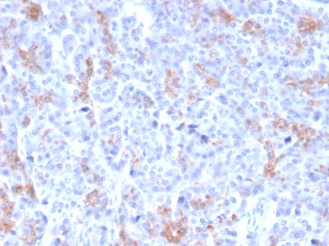 MRP3 (Multidrug Resistance-Associated Protein 3) Antibody in Immunohistochemistry (Paraffin) (IHC (P))