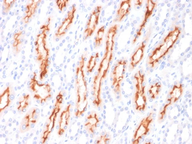 CD137L/4-1BBL/TNFSF9 Antibody in Immunohistochemistry (Paraffin) (IHC (P))