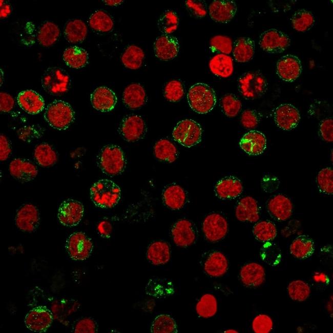 CD6 (Negative Marker of T-regulatory Cells) Antibody in Immunocytochemistry (ICC/IF)