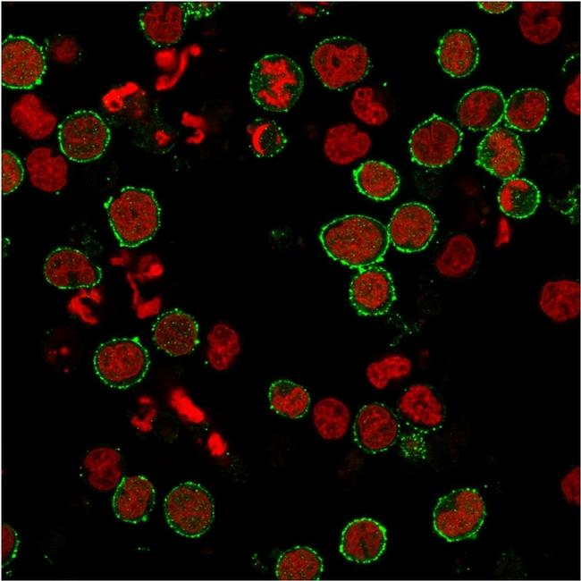 CD6 Antibody in Immunocytochemistry (ICC/IF)