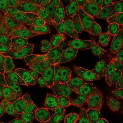 GCM2 Antibody in Immunocytochemistry (ICC/IF)