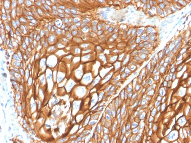 CD9 (TSPAN29) (Motility-Related Protein-1) Antibody in Immunohistochemistry (Paraffin) (IHC (P))