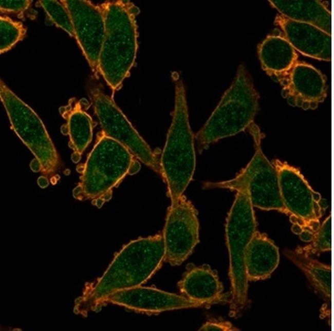 ZNF276 (Transcription Factor) Antibody in Immunocytochemistry (ICC/IF)