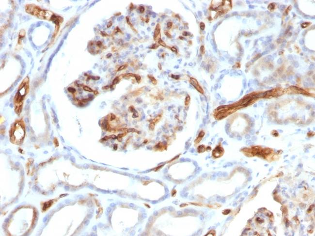 Adiponectin Antibody in Immunohistochemistry (Paraffin) (IHC (P))