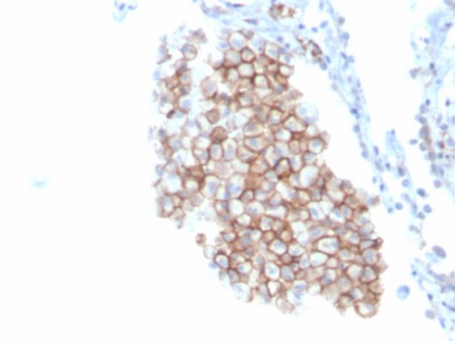 CD86 (Dendritic Cells Maturation Marker) Antibody in Immunohistochemistry (Paraffin) (IHC (P))