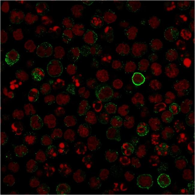 CD86 (Dendritic Cells Maturation Marker) Antibody in Immunocytochemistry (ICC/IF)