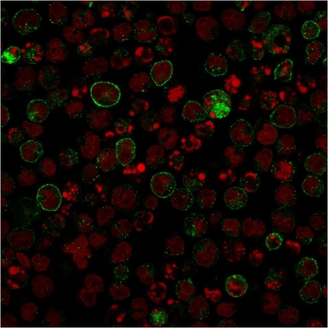 CD86 (Dendritic Cells Maturation Marker) Antibody in Immunocytochemistry (ICC/IF)