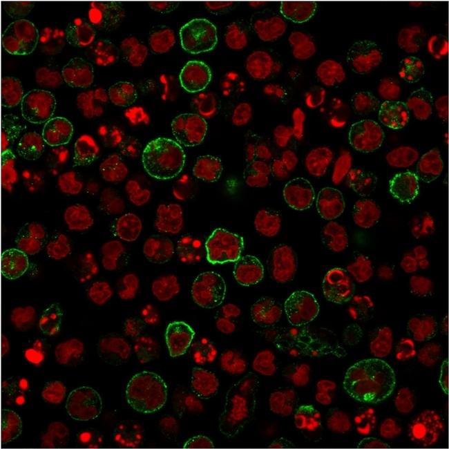 CD86 Antibody in Immunocytochemistry (ICC/IF)