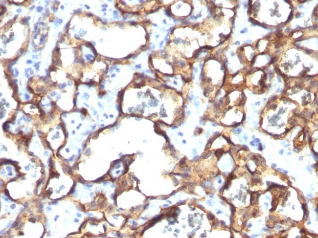 CD34 Antibody in Immunohistochemistry (Paraffin) (IHC (P))