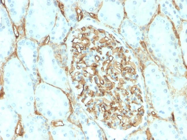 CD34 Antibody in Immunohistochemistry (Paraffin) (IHC (P))