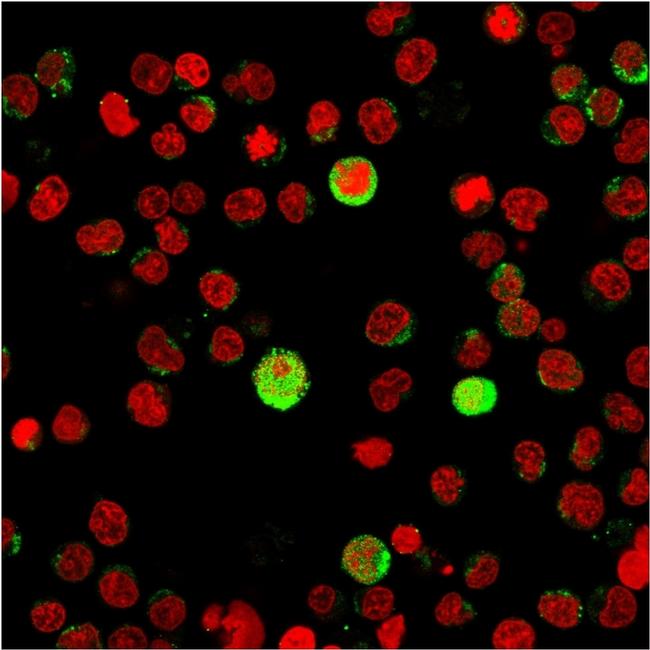 CD40 Ligand/CD154/TRAP1 (Activation Marker of T-Lymphocytes) Antibody in Immunocytochemistry (ICC/IF)