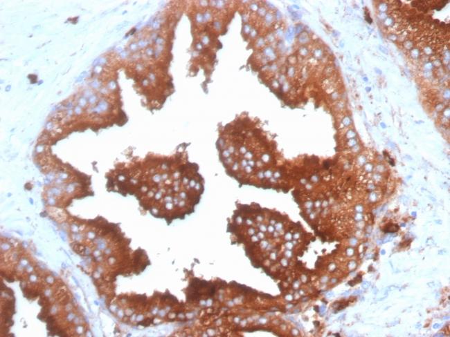 CD63 (Late Endosomes Marker) Antibody in Immunohistochemistry (Paraffin) (IHC (P))