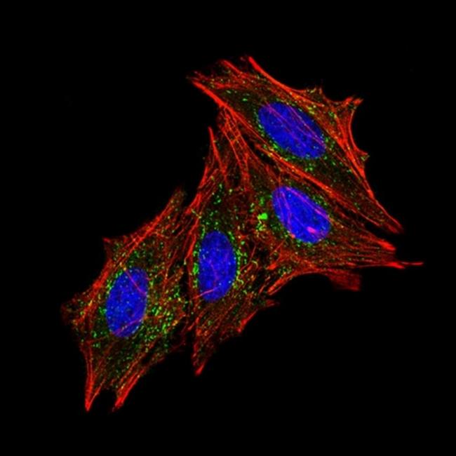 CD63 (Late Endosomes Marker) Antibody in Immunocytochemistry (ICC/IF)