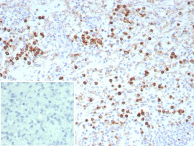 CD63 (Late Endosomes Marker) Antibody in Immunohistochemistry (Paraffin) (IHC (P))