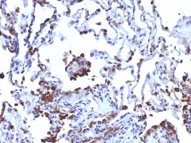 CD63 (Late Endosomes Marker) Antibody in Immunohistochemistry (Paraffin) (IHC (P))