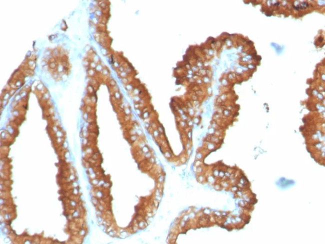 CD63 (Late Endosomes Marker) Antibody in Immunohistochemistry (Paraffin) (IHC (P))