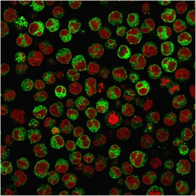 CD79a (B-Cell Marker) Antibody in Immunocytochemistry (ICC/IF)