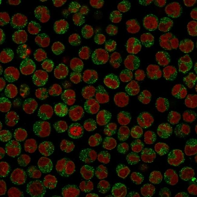 CD79a (B-Cell Marker) Antibody in Immunocytochemistry (ICC/IF)