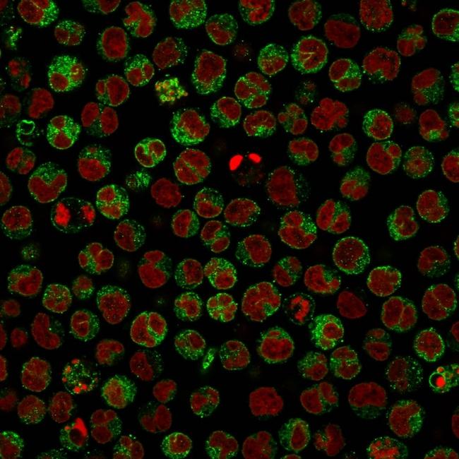 CD79a (B-Cell Marker) Antibody in Immunocytochemistry (ICC/IF)