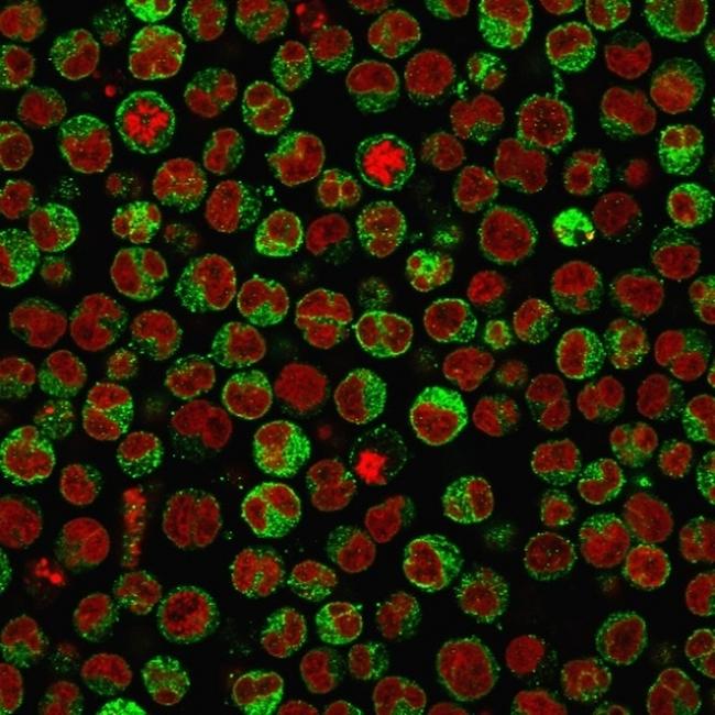 CD79a (B-Cell Marker) Antibody in Immunocytochemistry (ICC/IF)