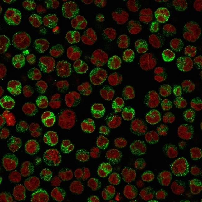 CD79a (B-Cell Marker) Antibody in Immunocytochemistry (ICC/IF)