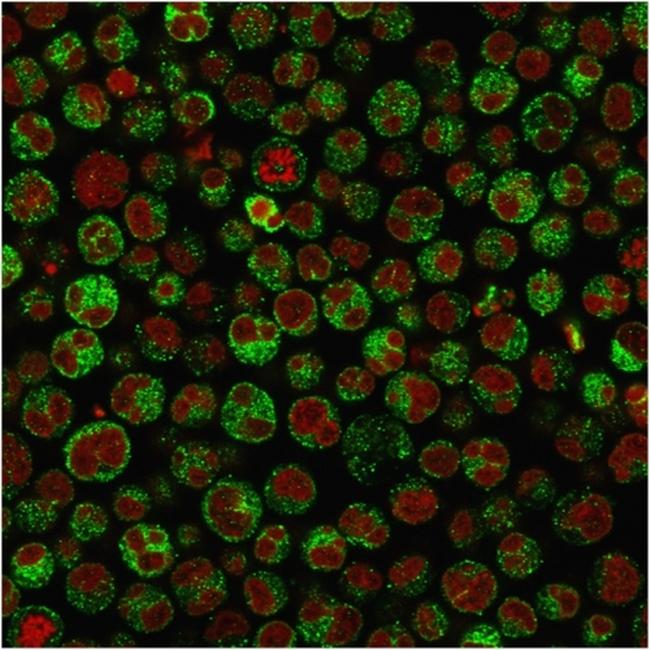 CD79a (B-Cell Marker) Antibody in Immunocytochemistry (ICC/IF)