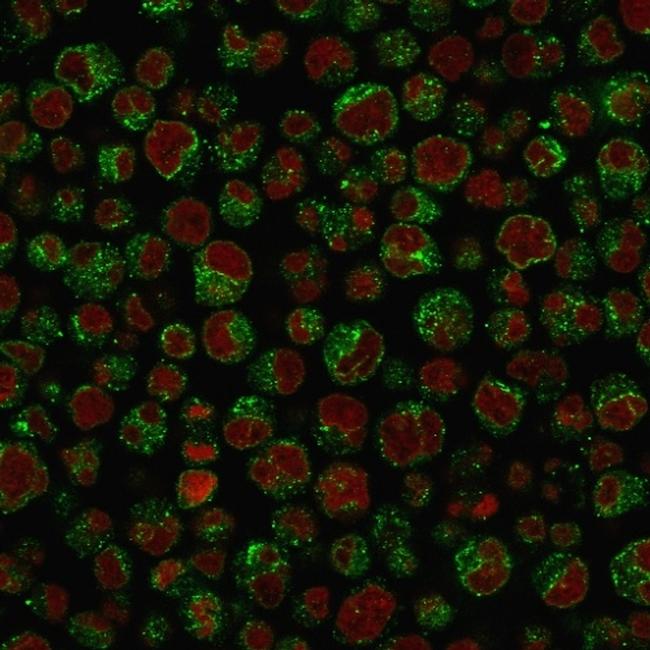 CD79a Antibody in Immunocytochemistry (ICC/IF)