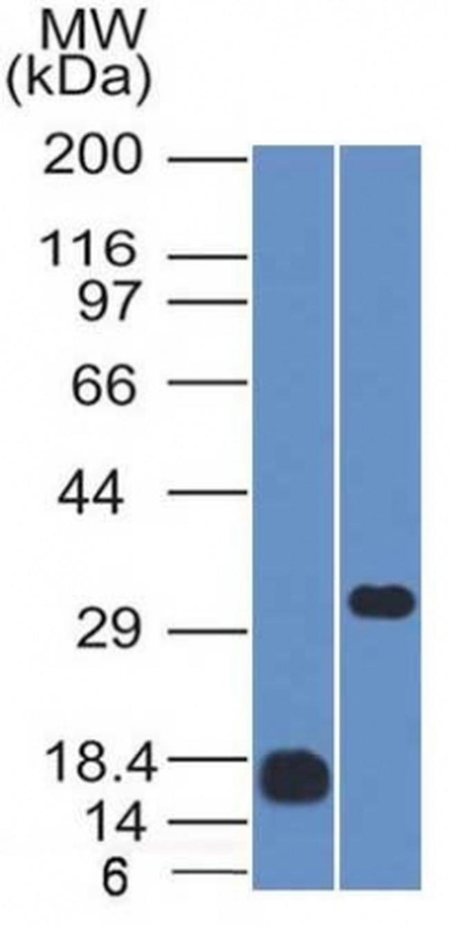 CD79b Antibody in Western Blot (WB)