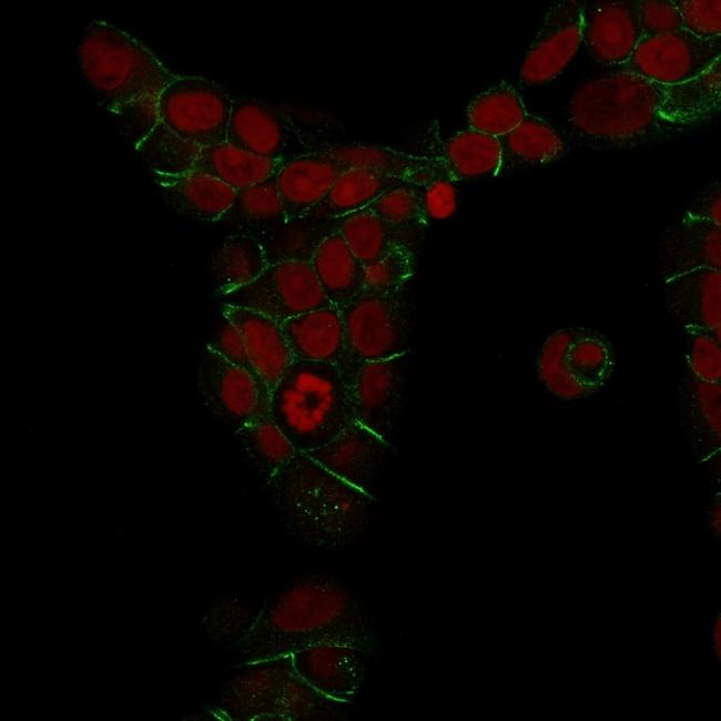 E-Cadherin (CDH1)/CD324 (Intercellular Junction Marker) Antibody in Immunocytochemistry (ICC/IF)