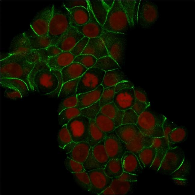 E-Cadherin (CDH1)/CD324 (Intercellular Junction Marker) Antibody in Immunocytochemistry (ICC/IF)