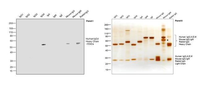 Human IgG4 Fc Secondary Antibody in Western Blot (WB)