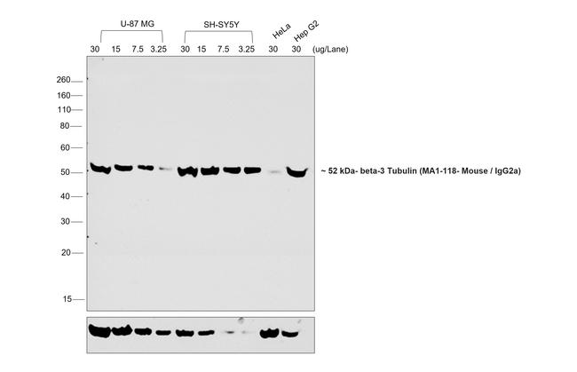 Mouse IgG2a Secondary Antibody in Western Blot (WB)