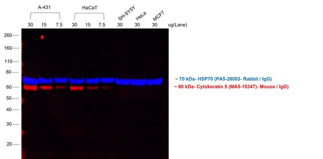 Mouse IgG (H+L) Cross-Adsorbed Secondary Antibody in Western Blot (WB)