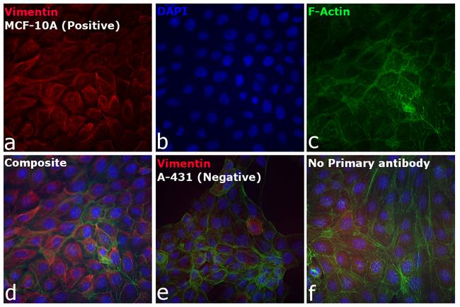 Chicken IgY (H+L) Secondary Antibody in Immunocytochemistry (ICC/IF)