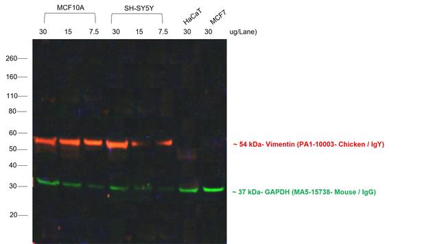 Chicken IgY (H+L) Secondary Antibody in Western Blot (WB)