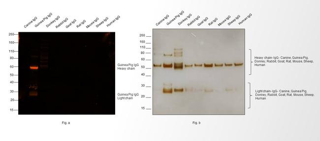 Guinea Pig IgG (H+L) Highly Cross-Adsorbed Secondary Antibody in Western Blot (WB)